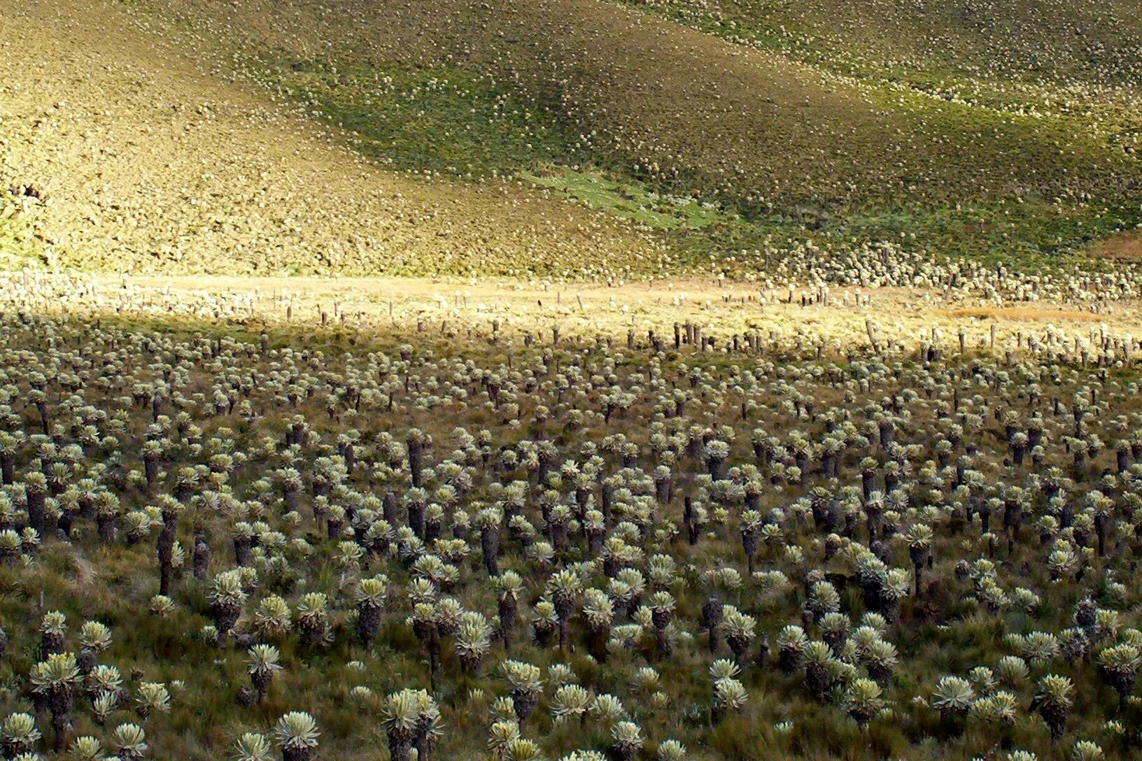Ladera de páramo poblada de frailejones, imagen referencial