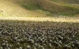 Ladera de páramo poblada de frailejones